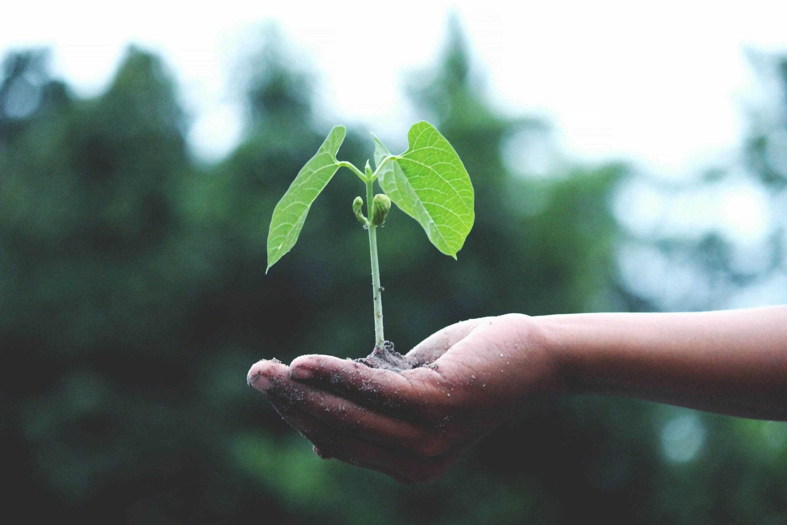 PROMOTING SUSTAINABILITY
